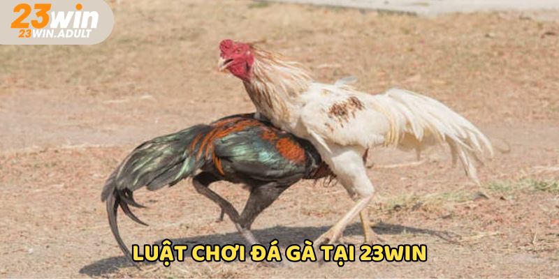 Luật chơi đá gà 23WIN cam kết công bằng, uy tín